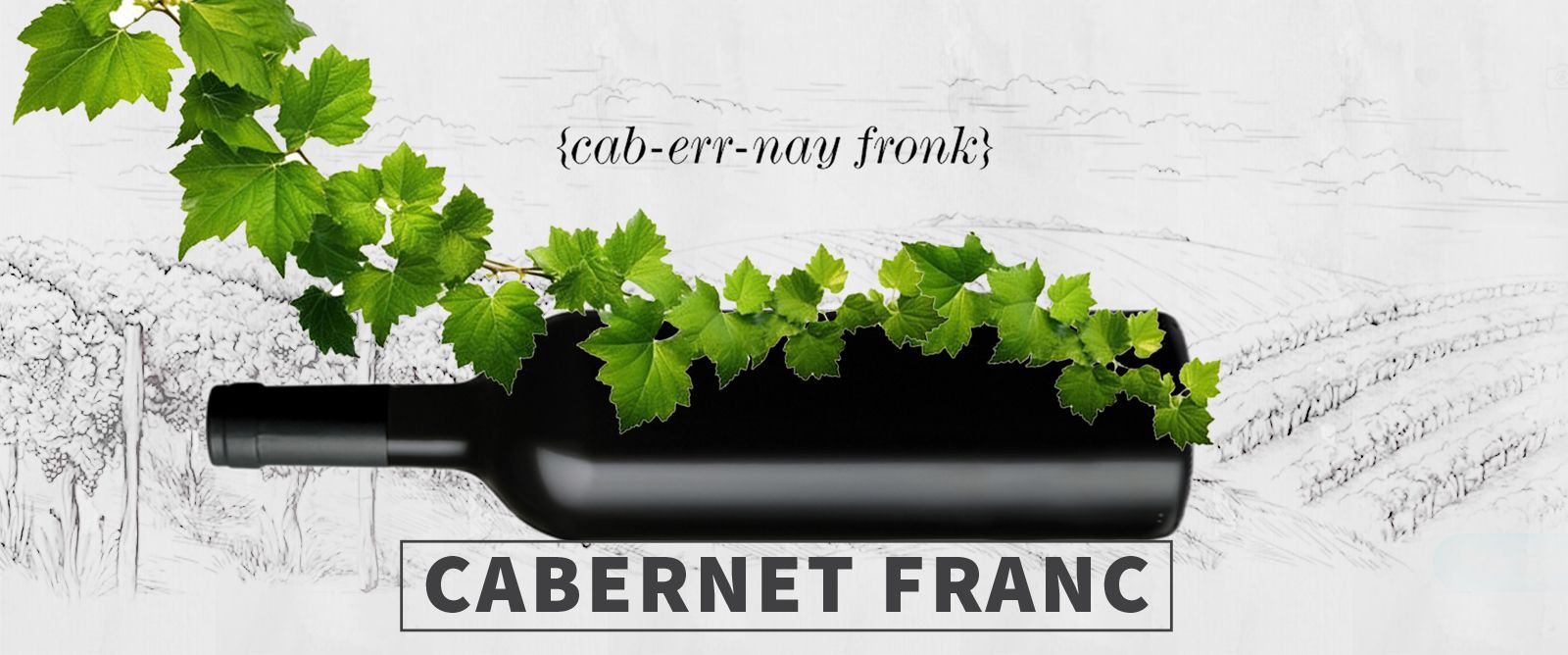 Picture for category Cabernet Franc