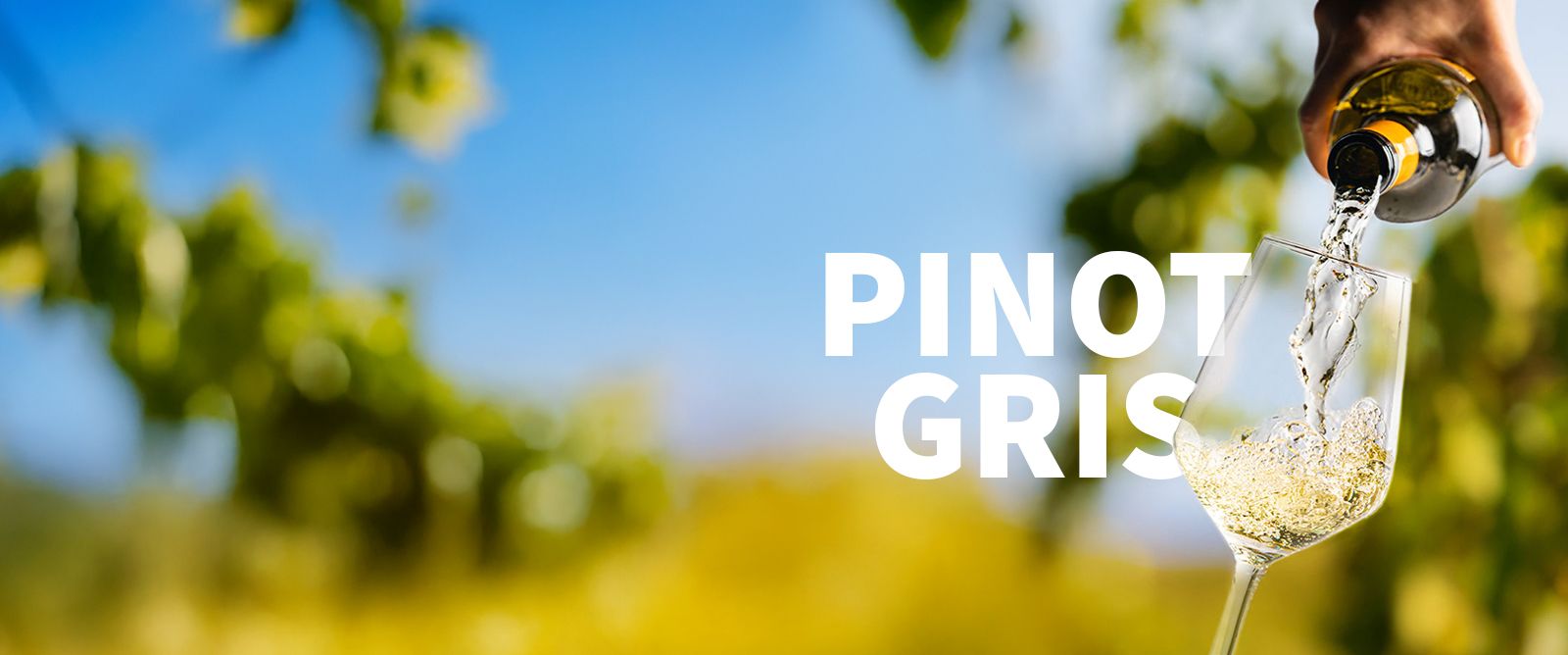 Picture for category Pinot Gris