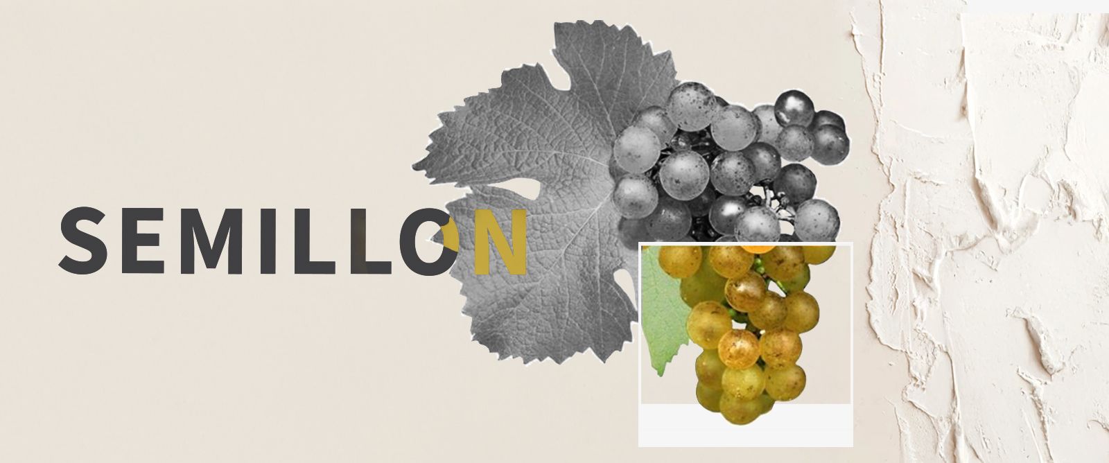 Picture for category Semillon