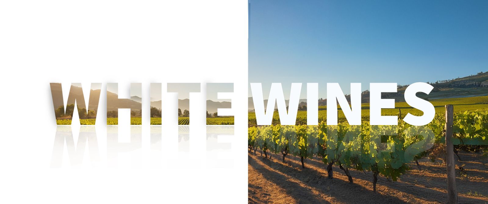 Picture for category White Wine