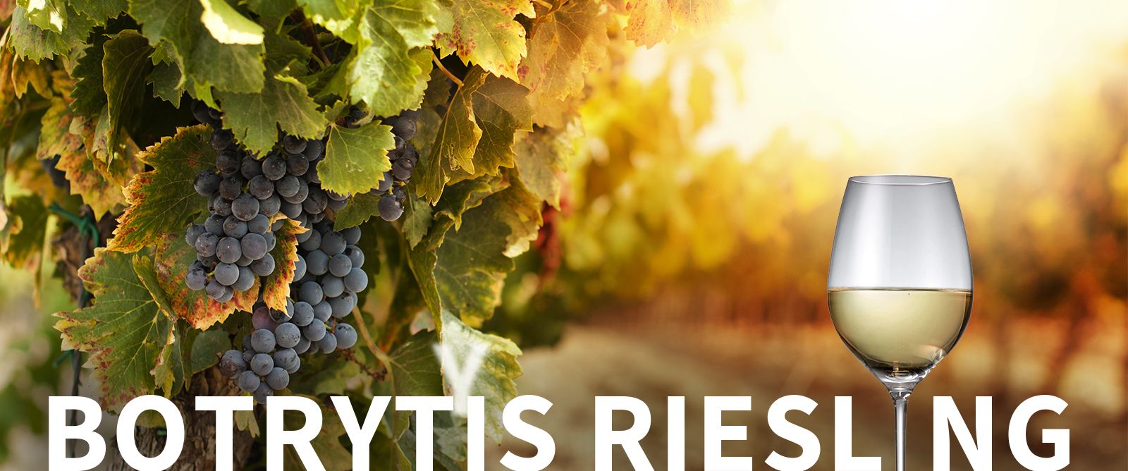 Picture for category Botrytis Semillon